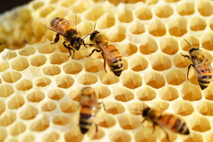 honey-pattern-pollen-golden-insect-fauna-964037-pxhere.com