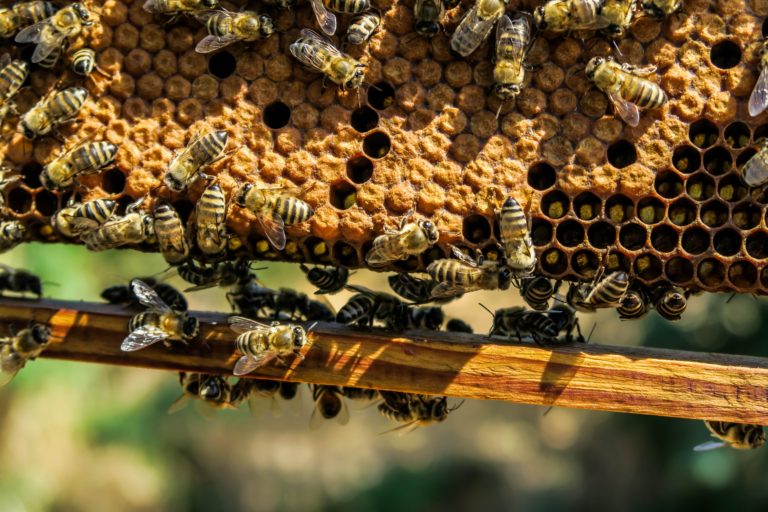 wood-honey-stream-pollination-insect-shadow-1268194-pxhere.com